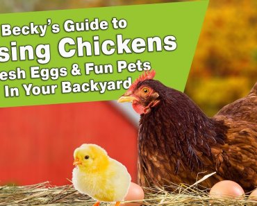 Becky’s Guide to Raising Chickens – Fresh Eggs & Fun Pets In Your Backyard