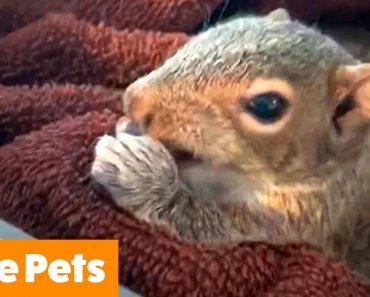 Silly Cute Pets | Funny Pets Videos