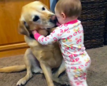 Adorable Babies Playing With Dogs and Cats – Funny Babies Compilation 2018