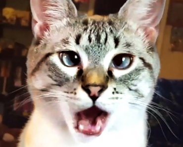 THE BEST CUTE AND FUNNY CAT VIDEOS OF 2019!