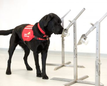 Medical sniffer COVID-19 dogs being trained in the UK