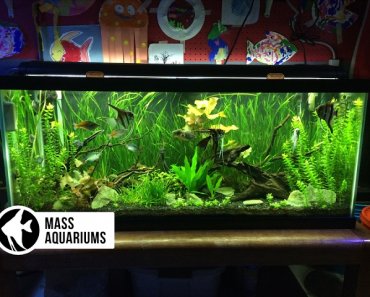 How to set up a FRESHWATER AQUARIUM: Beginners guide to your 1st Fish Tank