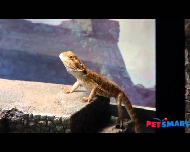 Pet Photography Tips from PetSmart & National Geographic