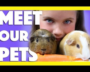 OUR PETS  Kids Guinea Pigs – Pet Parrot – Dog – tips on how to care for them :)