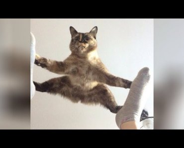 It’s TIME for SUPER LAUGH! – Best FUNNY CAT videos
