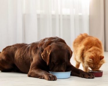 Supporting your pet’s gut health