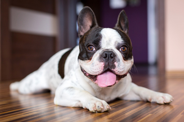 French Bulldog lying down by Shutterstock.