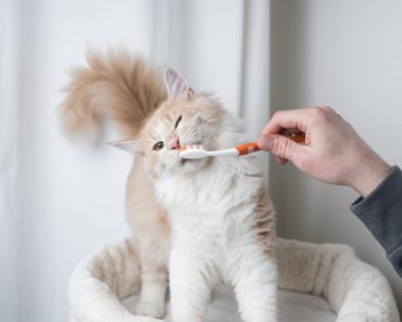 The best dental products for cats