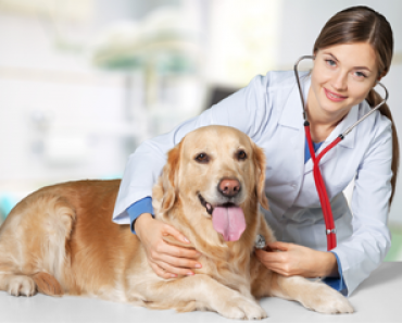 Tips for Pet Owners – AssociatesMD Medical Group