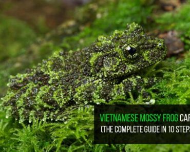 Vietnamese Mossy Frog Pet Care (10 Steps Complete Guide)