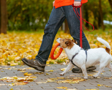Ways to Bond with Your Pet During Social Distancing