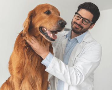 What to do if Your Dog Needs Vet Care During the Coronavirus Pandemic