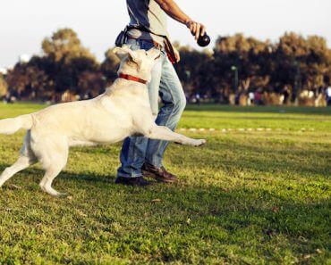 Yes, Your Dog Can Get Too Many Walks