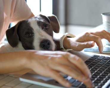 3 steps to prevent your dog from getting underfoot when working remotely
