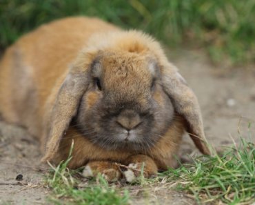 Ten tips for keeping your rabbit happy and healthy for life