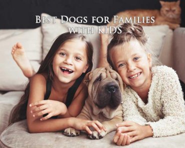 16 Best Dogs for Families with Kids (for the safety of kids and pets)