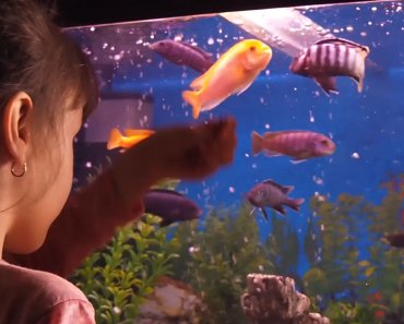 Aquarium für Kinder – Tipps für die Planung