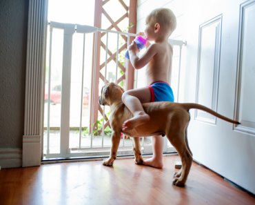 10 Safety Tips For Children Who Live With Dogs