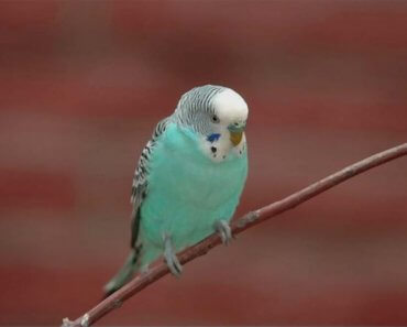Blue Parakeets: 5 Step Complete Care and Color Mutation Guide