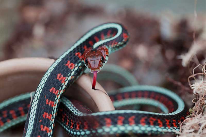 California red-sided garter snake close up