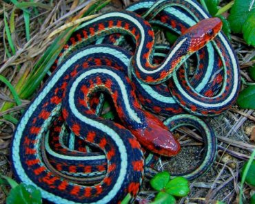 California red-sided garter snake facts (Are they poisonous?)