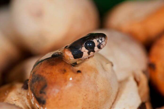 snake hatching from egg
