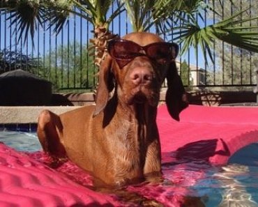 10 Hot Summer Safety Tips for Pet Owners