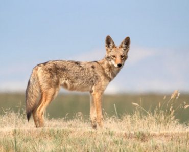 Dos and don’ts to protect your dog from a coyote attack