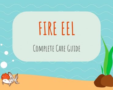 Fire Eel (Mastacembelus erythrotaenia) Care Guide