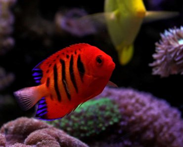 Flame Angelfish: Caresheet For The Brightly Colored Species