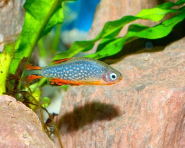 Galaxy Rasbora: Care Guide For The Attractive Species From Hopong
