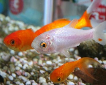 Getting Pet Fish for Children: A Quick Guide