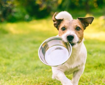 How a healthy gut helps protects your pet against allergies
