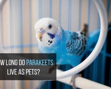 How Long Do Budgie or Parakeet Live as Pets? Average Lifespan Guide