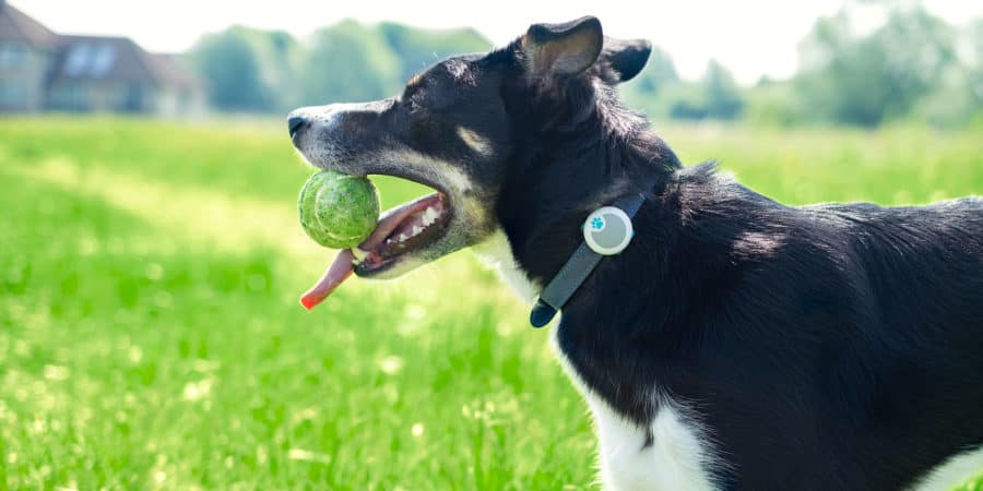 Sure Petcare Animo Dog Activity Tracker