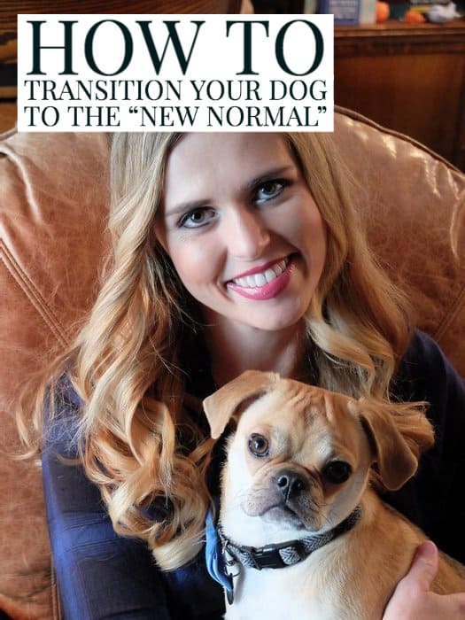 How to Transition Your Dog to the “New Normal”