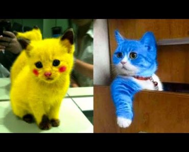 Baby Cats – Cute and Funny Cat Videos Compilation #14 | Aww Animals