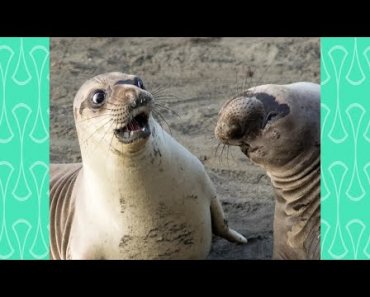 TRY NOT TO LAUGH – New Funny Animals 2020