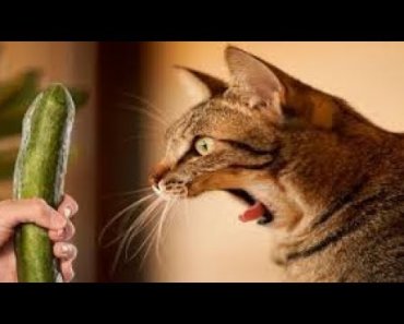 CATS Vs CUCUMBER PICKLE CATS FUNNY Cats Compilation try not to laugh