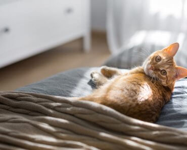 Hyperthermia: how to help your cat survive the heat