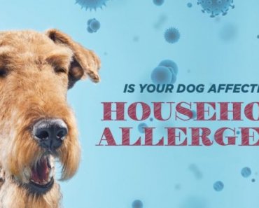 Is your dog affected by household allergens?