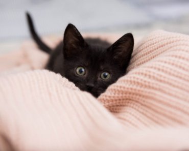 Kitten season: reduce the stress of coronavirus by adopting or fostering a kitten!