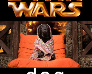 Look for a Star Wars Dog Name? 300+ Choices!