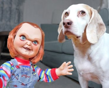 Dogs vs Lil’ Big Chucky Prank: Funny Dogs Maymo, Penny & Potpie