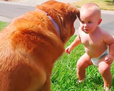 Cute Dogs and Babies are Best Friends – Dogs Babysitting Babies Video