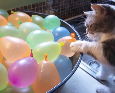 Cats VS Balloons  Funny Cats Playing With Balloons [Funny Pets]