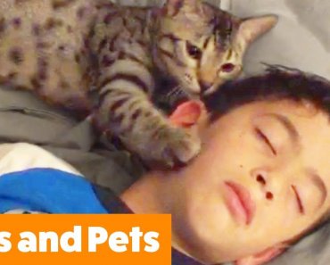 Funny Pets and Kids | Funny Pet Videos