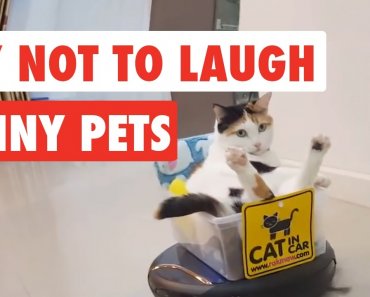 Try Not To Laugh | Funny pet Video Compilation 2017 | The Pet Collective