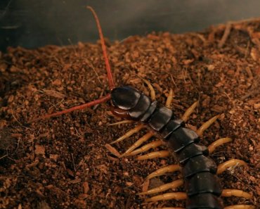 5 Vietnamese Centipede Facts & Care Tips | Pet Tarantulas