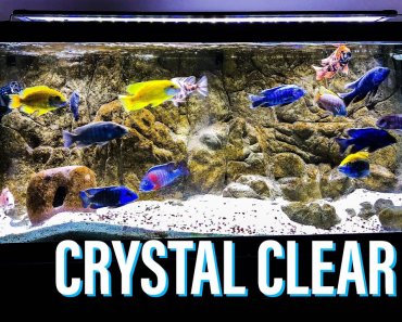 Crystal Clear Aquarium Water